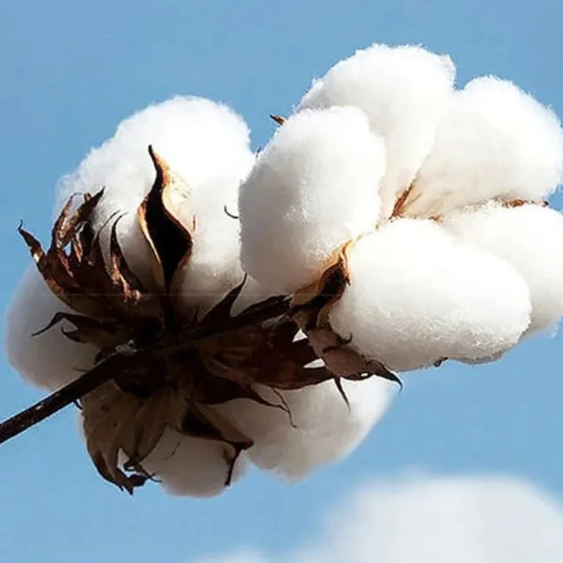 2025 Autumn and Winter Men's Casual Hooded Sweater Letter Printing Unisex Pure Cotton Versatile Loose Fashion Comfortable Hoodie